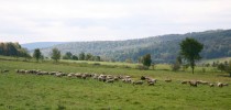 Spring Lake Farm Grassfed Lamb 3951727016 39b9eced69 o 210x100 Spring Lake Farm Grassfed Lamb