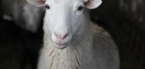 Spring Lake Farm Grassfed Lamb IMG 0944 copy 210x100 Spring Lake Farm Grassfed Lamb