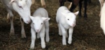 Spring Lake Farm Grassfed Lamb IMG 0947 copy 210x100 Spring Lake Farm Grassfed Lamb