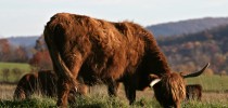 Spring Lake Farm Grassfed Beef Cow 210x100 Spring Lake Farm Grassfed Beef