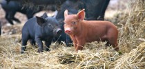 IMG 5038 210x100 Spring Lake Farm Pasture raised Pork