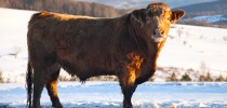 Spring Lake Farm Grassfed Beef IMG 8466 210x100 Spring Lake Farm Grassfed Beef