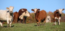 Spring Lake Farm Grassfed Beef IMG 9848 210x100 Spring Lake Farm Grassfed Beef