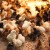 New Arrivals at Spring Lake Farm
